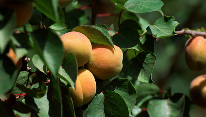 桃树的生长过程 桃树的生长过程是怎么样的