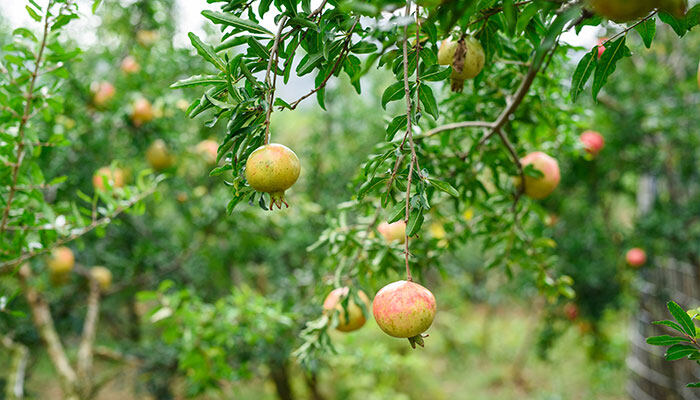 石榴树夏季修剪技术