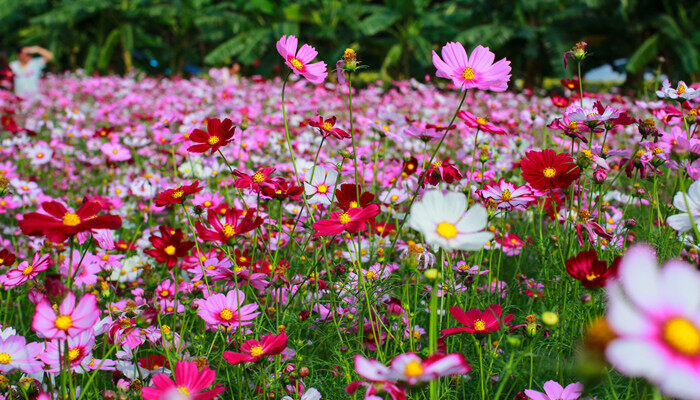 格桑花几月开花