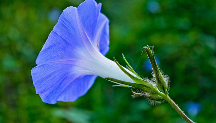 牵牛花怎么种 牵牛花如何种