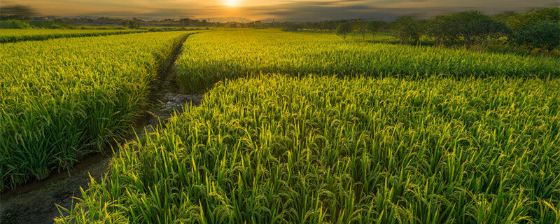 摄图网_501271231_banner_桂林会仙湿地稻田（企业商用）_2.jpg