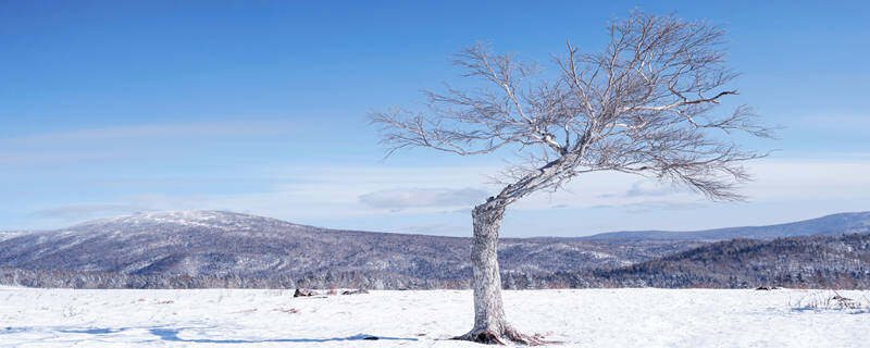 摄图网_501176658_banner_雪乡雪景孤独的树（企业商用）.jpg