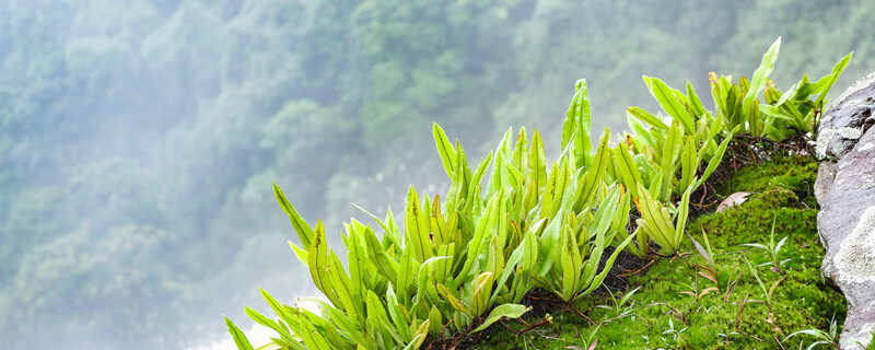 植物生长调节剂有哪些 有哪些植物生长调节剂