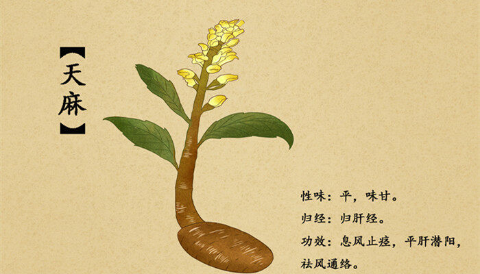 摄图网_400987806_banner_中草药天麻插画（企业商用）_副本.jpg