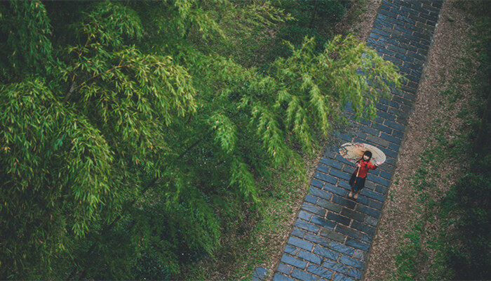 纸树开花原理 纸树开花的原理是什么