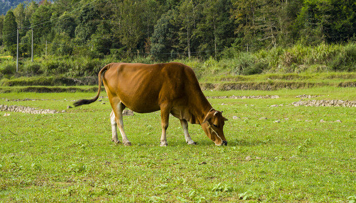 一头牛一年吃多少草料 一头牛一年要吃多少草料