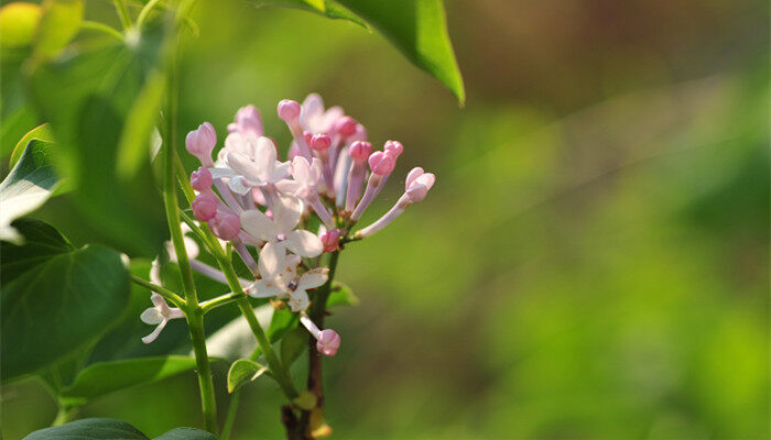 摄图网_500556444_banner_丁香花（企业商用）_副本.jpg