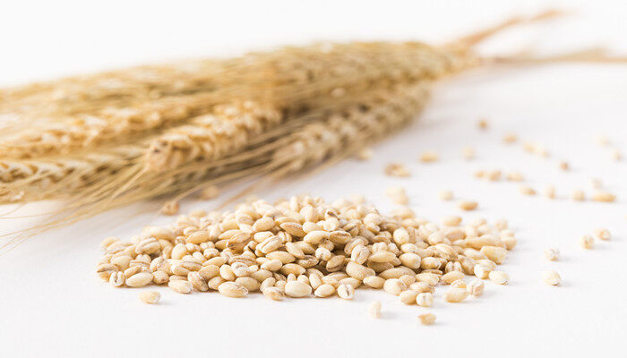小麦的播种量是多少 小麦的播种量是