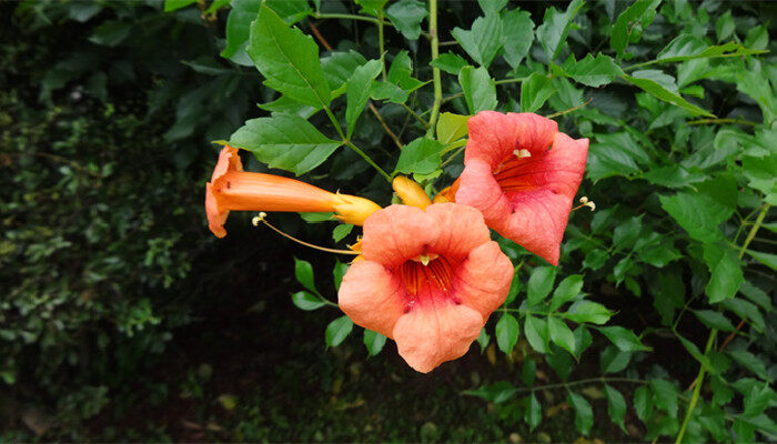 炮杖花与凌霄花的区别 炮杖花与凌霄花的区别有哪些