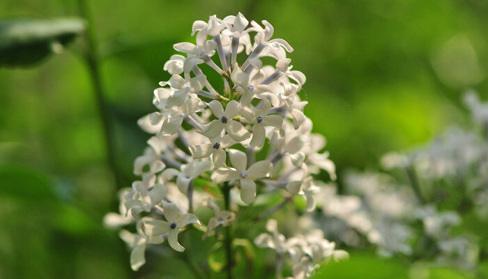 丁香花什么季节开花