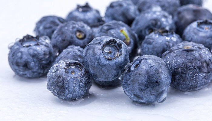 追雪蓝莓品种介绍 追雪蓝莓品种怎么样