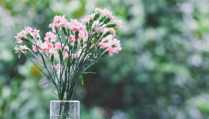 给老师送花送什么花 可以送给老师的花