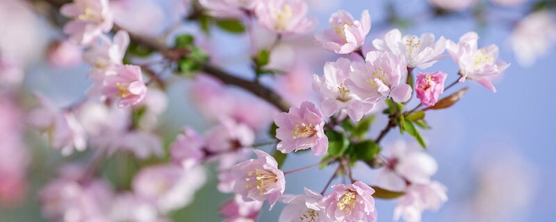 海棠花立秋后可以剪枝吗 海棠花在立秋之后可以不可以剪枝