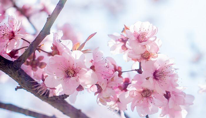 桃花是什么季节开 桃花在几月份开