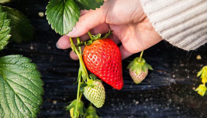 摄图网_500965552_banner_草莓（企业商用） (1)_副本.jpg