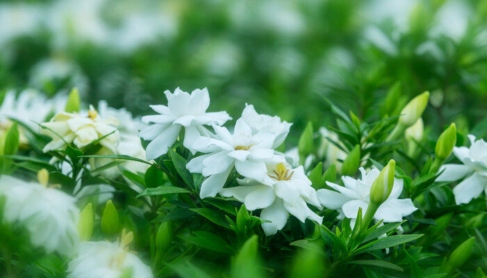 栀子花在10月份开始怎样管理