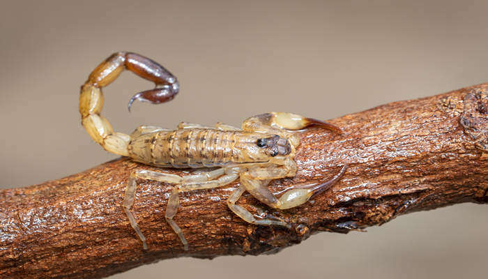 摄图网_306306102_棕色干树枝上的蝎子昆虫动物（企业商用）.jpg