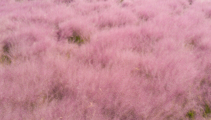 花开海上生态园10月有什么花 花开海上生态园10月有哪些花