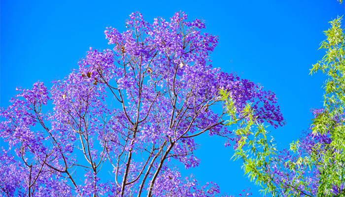 蓝楹花和蓝花楹区别 蓝楹花和蓝花楹的区别