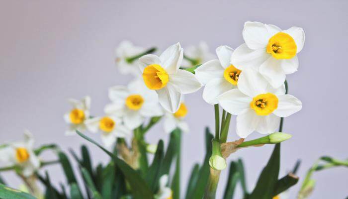 土培水仙花开完花以后怎么处理