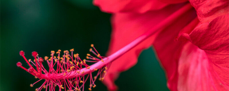 扶桑花没开花花苞就掉了怎么回事 扶桑花没开花苞就掉了怎么回事