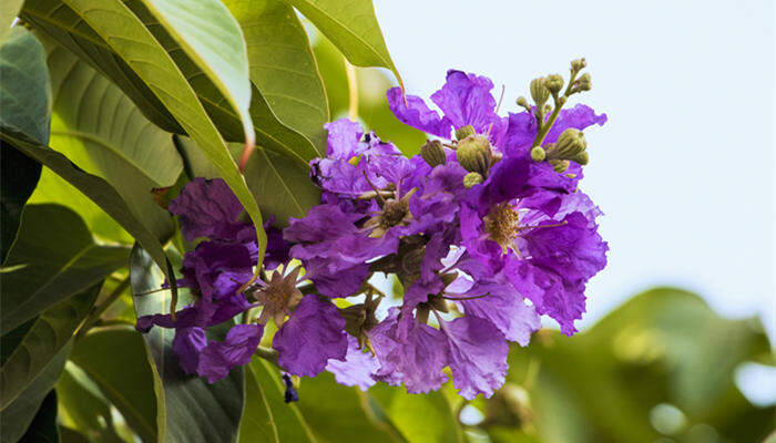 紫薇花什么季节开花