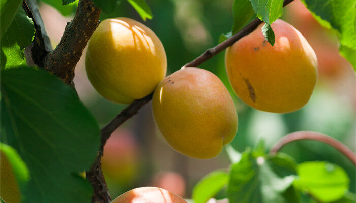 银杏的果子能吃吗 银杏的果子可以吃吗