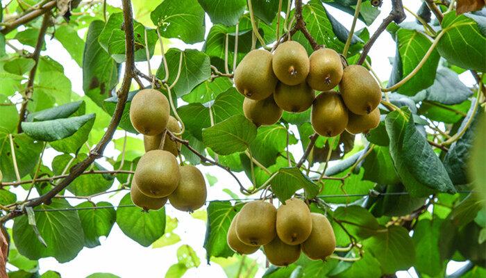 猕猴桃种子可以种植吗 猕猴桃种子能够种植吗