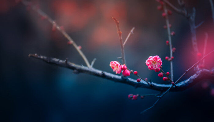 梅花是什么季节开放 梅花开花是在什么季节