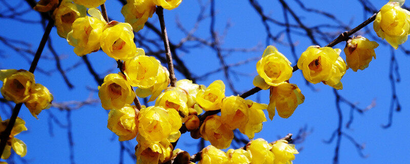 梅花在什么季节进行开花 梅花开花的时间