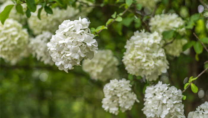 琼花是什么花 琼花到底是什么花