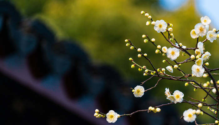 梅花有白色的吗 梅花的生长条件