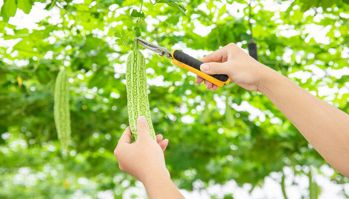 摄图网_501657369_banner_蔬菜大棚里的苦瓜采摘特写（企业商用）_副本.jpg