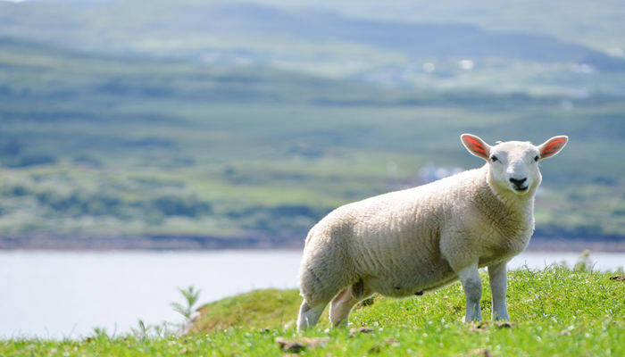 羊吃羊毛偏方