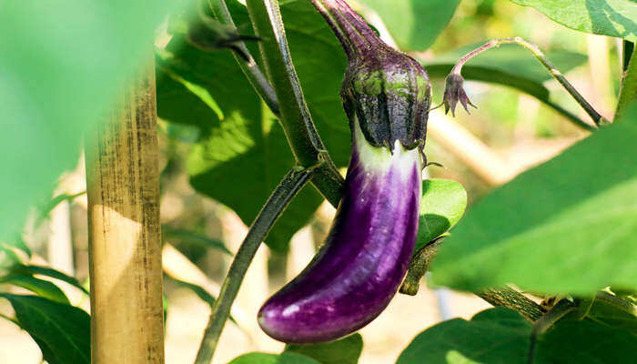 茄子种植技术与管理