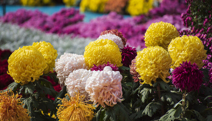 菊花有什么品种 菊花的品种介绍