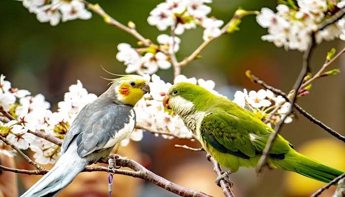 日本晚樱和东京樱花的区别 日本晚樱和东京樱花有什么区别