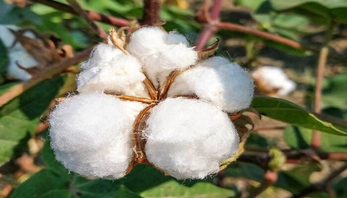 植物的细胞模型 动物和植物的细胞模型 