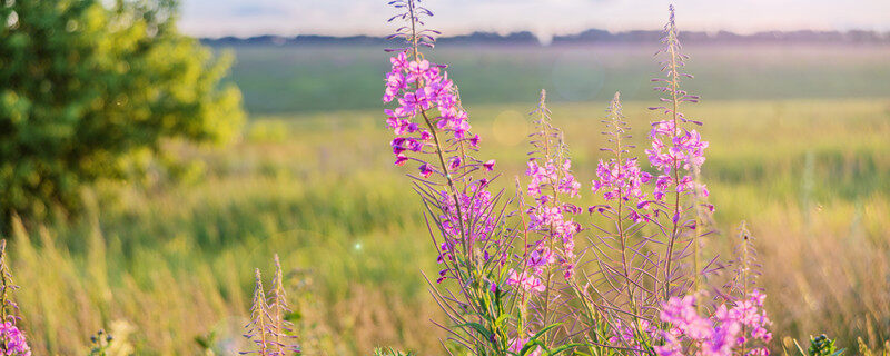 摄图网_303492103_紫色的花朵草原柳花朵（企业商用）_1.jpg