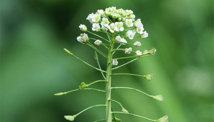 十月份地里还有野生荠菜吗