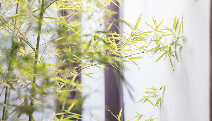 观察植物的生长过程 观察植物的生长过程及发现