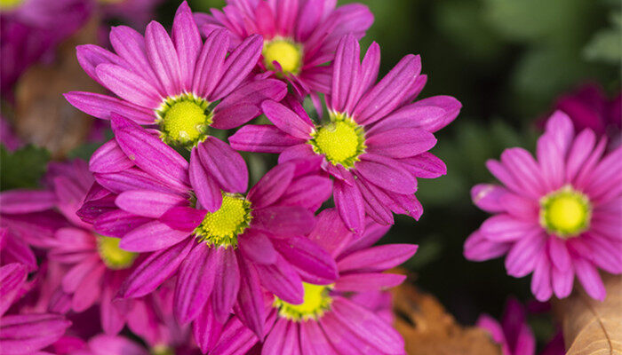 摄图网_501430128_banner_粉色小菊花（企业商用）_副本.jpg