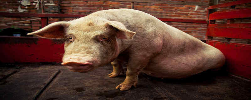 世界上最重的猪 世界上最重的猪有多重