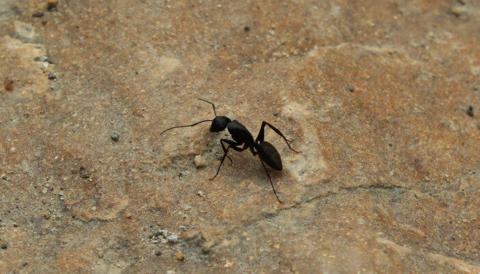 红火蚁的繁殖季节 红火蚁什么季节出来