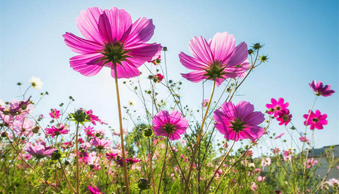 秋英和格桑花是一种花吗 格桑花是什么意思