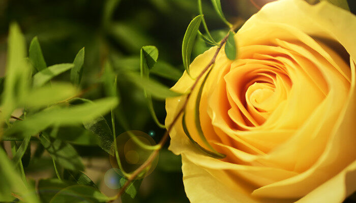 黄玫瑰3.jpg
