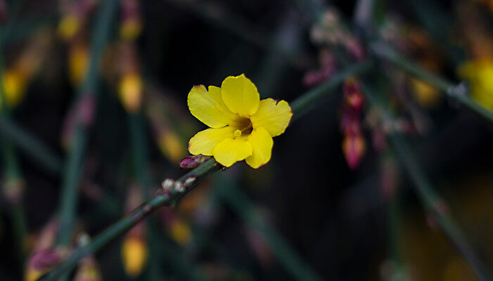 3月开什么花 3月到底开什么花