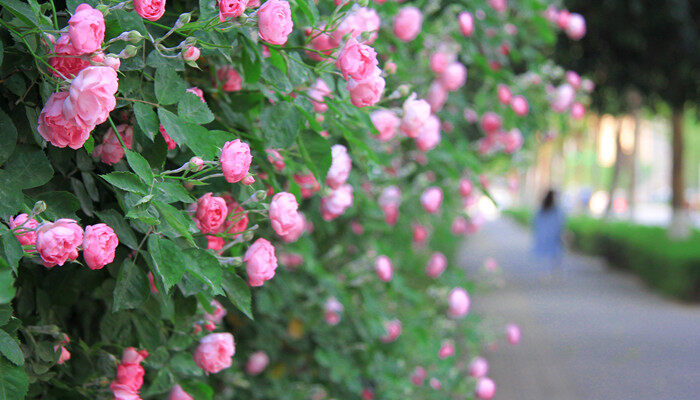 甜蜜红木香花介绍 甜蜜红木香花是什么