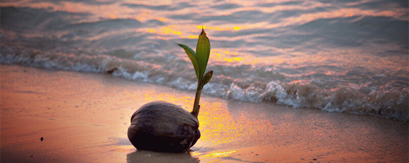 摄图网_300042886_banner_日落热带海滩的椰子芽（企业商0用）_副本.jpg
