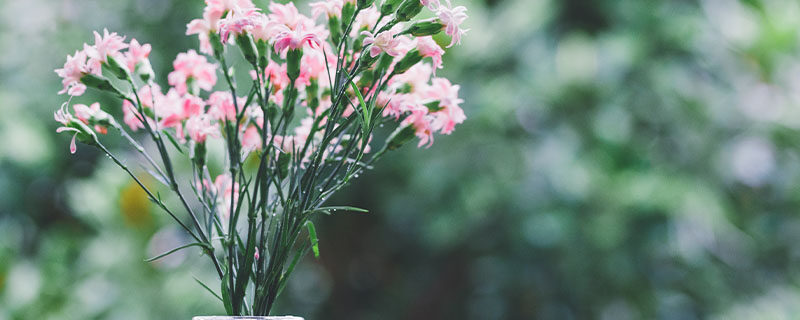 康乃馨的花语和寓意